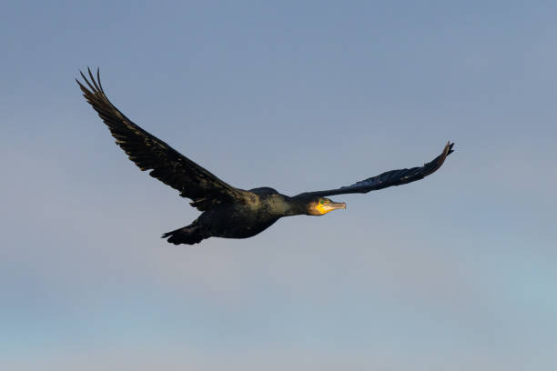 istock A great cormorant in flight on a sunny day in winter 1363808110