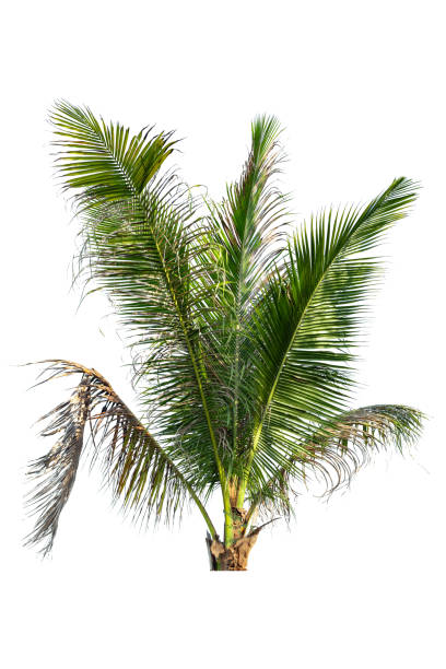istock leaves of coconut tree isolated 1363808116