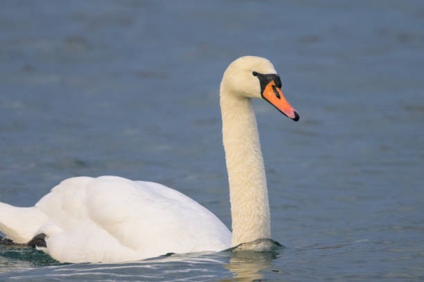 istock A mute swan swimming on a pond 1363808219