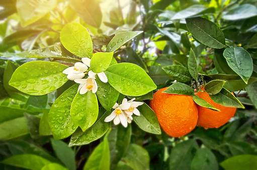Tangerine tree. Flowering citrus tree with white aroma of flowers (blooms, blossoms), green leafs with drops of raine and ripe mandarins hanging on branch. Organic, healthy food outdoors. Athen, Greece.