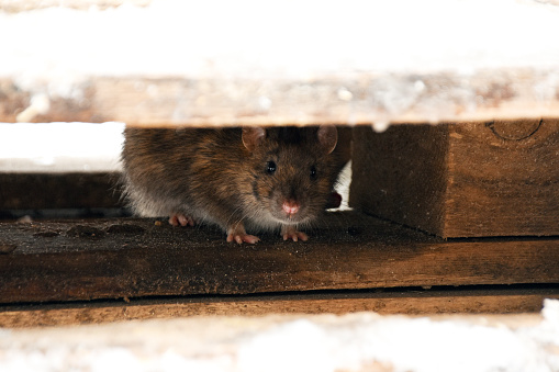 la rata se esconde bajo tablones de madera y mira hacia afuera photo