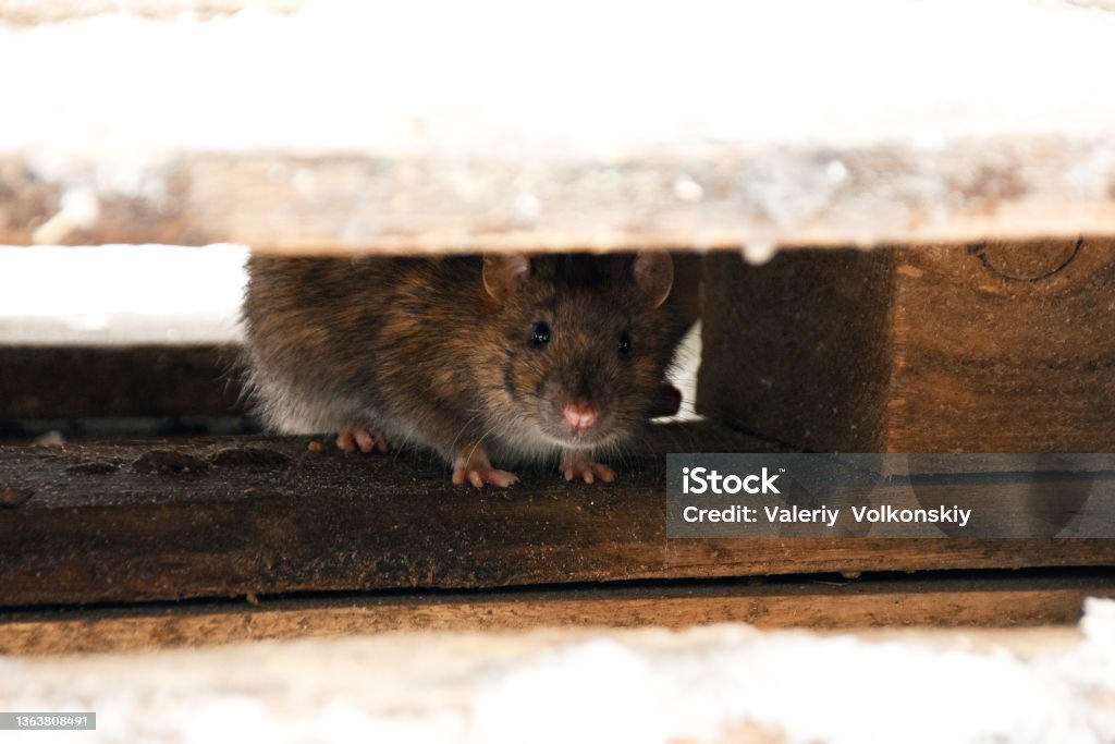 the rat hides under wooden planks and looks out the rat hides under wooden planks and looks out. High quality photo Rat Stock Photo