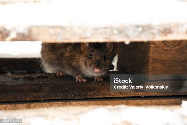 The Rat Hides Under Wooden Planks And Looks Out Stock Photo - Download Image Now - Rat, House, Rodent