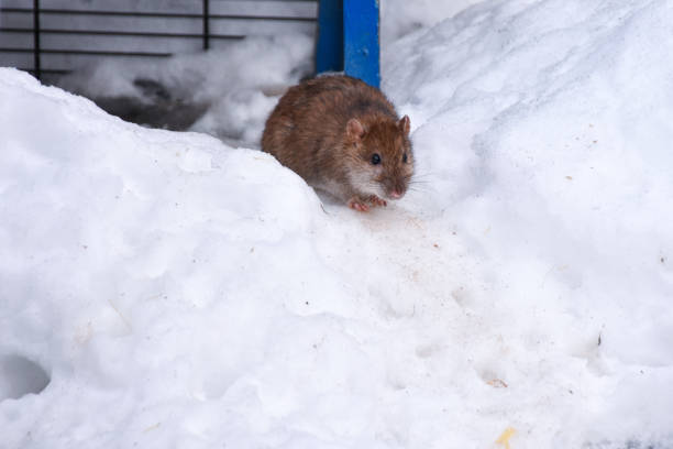 3,368 Snow Mouse Stock Photos, Pictures & Royalty-Free Images - iStock