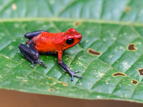 Strawberry poison-dart frog The strawberry poison frog or strawberry poison-dart frog (Oophaga pumilio) - a species of small poison dart frog found in Central America. It is common throughout its range, which extends from eastern central Nicaragua through Costa Rica and northwestern Panama. poison arrow frog photos stock pictures, royalty-free photos & images