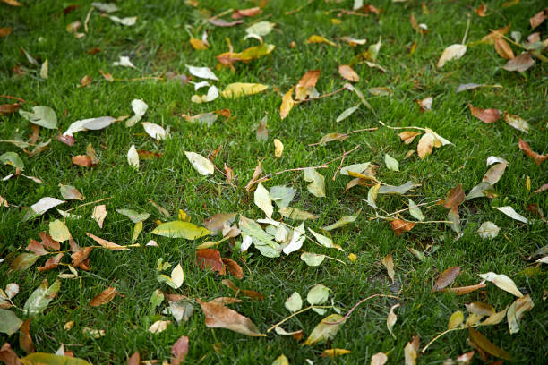Beautiful background of green grass and fallen yellow leaves stock photo