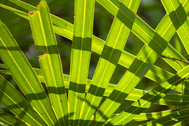 fresh green palm leaves texture as nice natural background
