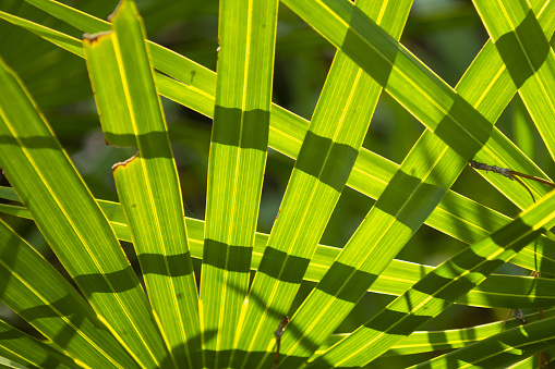 Close up of Saw Palmetto with shadows forming pattern across frond. Photo taken at Longleaf Flatwoods Reserve in Eastern Alachua County, Florida. Nikon D7200 with Nikon 200mm macro lens
