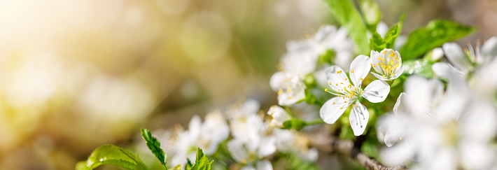 blurred cherry tree background in bloom. Twig of plum spring flowers on beautiful sunny day. Fresh foliage in springtime in may