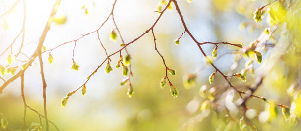 istock New buds in springtime with young leaves on green spring background. 1363809419