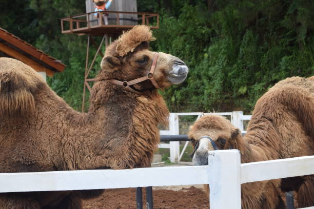 istock beautiful, a pair of bactrian camel 1363811147