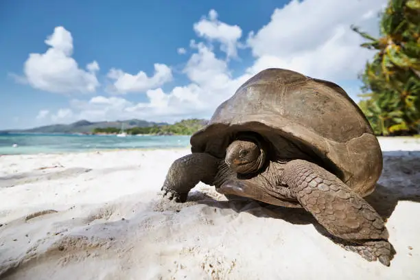 Aldabra giant tortoise on sand beach. Close-up view of turtle in Seychelles."n