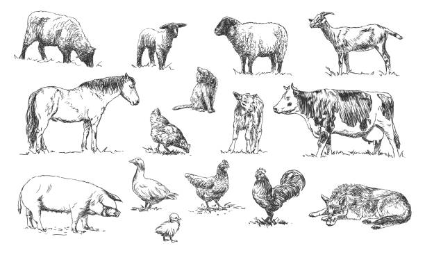 set of farm animals - hand drawn illustrations set of farm animals - hand drawn black and white vector illustrations, isolated on white background herd of cows stock illustrations