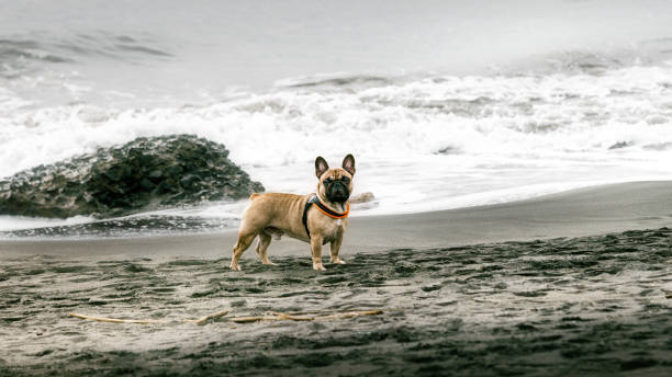 istock Dog standing on the beach 1363814262