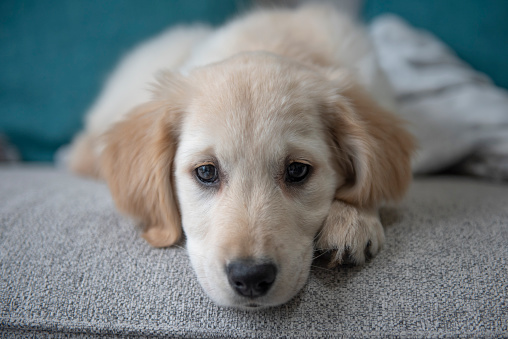 Close up portrait of beautiful golden retriever puppy laying down on couch