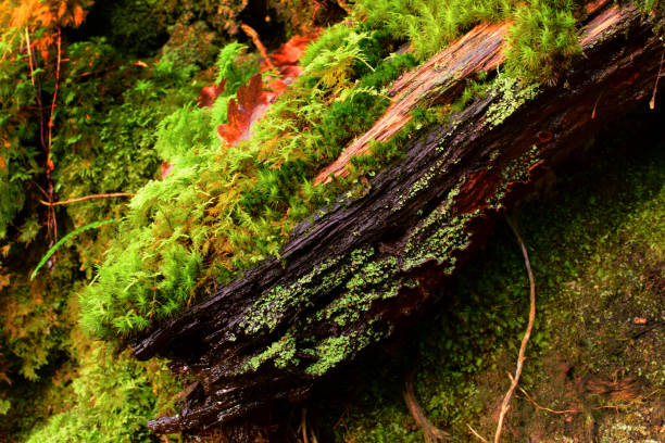 istock mosses and lichens on a decaying log in deciduous woodland 1363815422