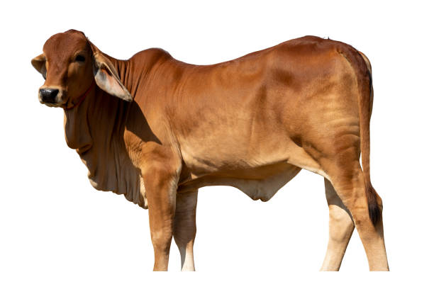 istock Asian  brown  cow  isolated 1363817924