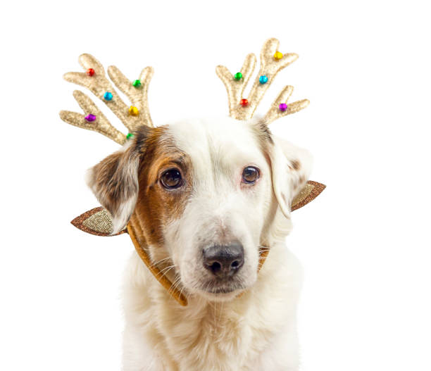 istock Jack Russell dog with deer antlers isolated on white background. Selective focus 1363820350