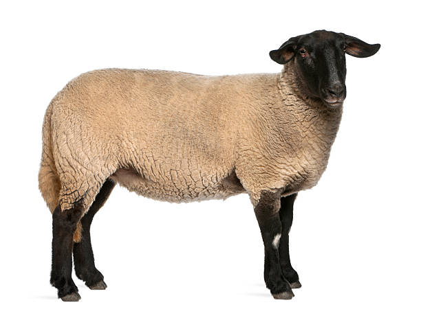 istock Female Suffolk sheep, Ovis aries, 2 years old, standing 136382305