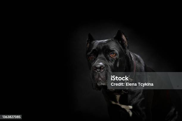 Portrait Of A Black Dog Of The Italian Cane Corso Breed On A Black Background Stock Photo - Download Image Now