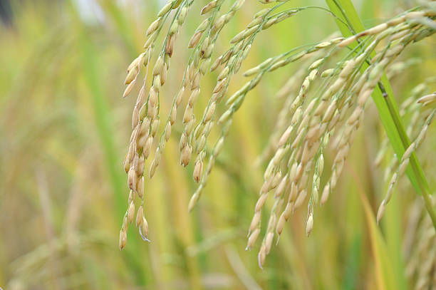 Peandant paddy stock photo