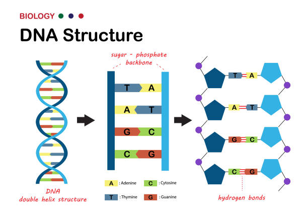 illustrations, cliparts, dessins animés et icônes de diagramme biologique montrant la structure de l’adn (acide désoxyribonucléique), le matériel génétique dans l’organisme vivant - deoxyribonucleic
