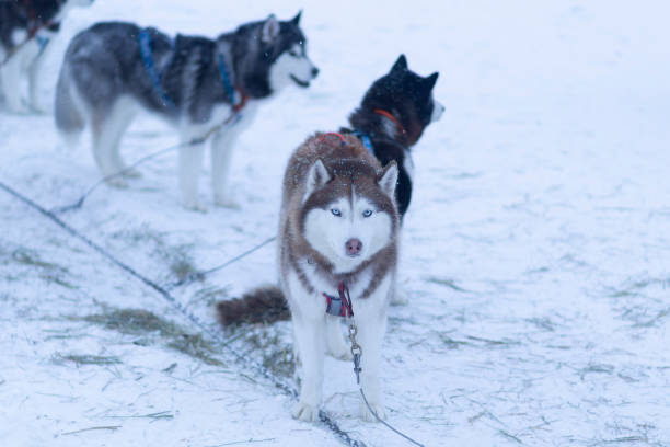 istock Husky dogs in a team ride people on a sleigh. 1363828486