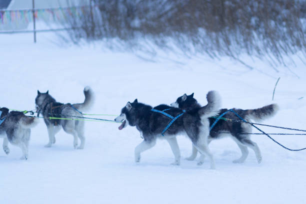istock Husky dogs in a team ride people on a sleigh. 1363828528