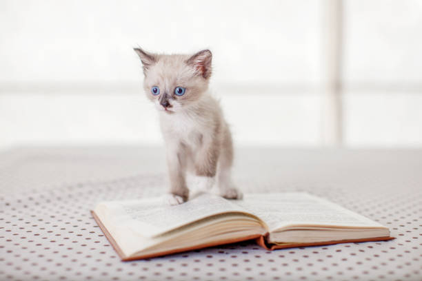 istock Little kitten at home 1363828688