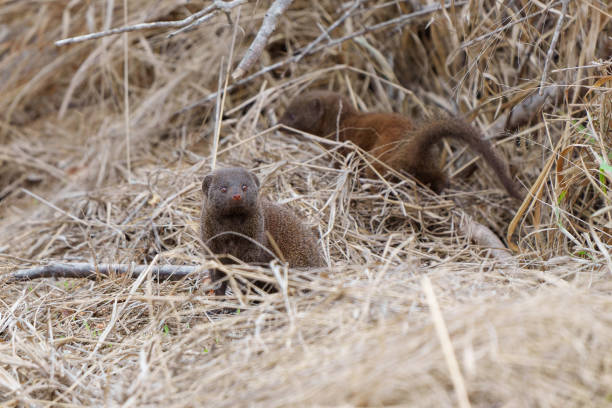 istock Common dwarf mongoose in the Kruger National Park 1363828822