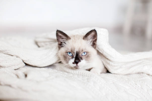 istock Cute cat peeking out from under a white blanket 1363829254