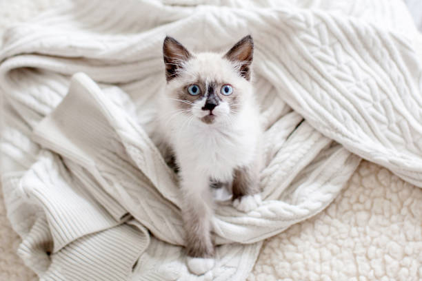 istock Cute cat peeking out from under a white blanket 1363829264