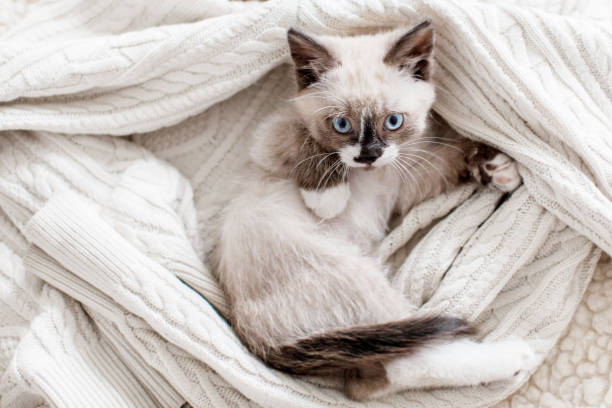 istock Cute cat peeking out from under a white blanket 1363829279