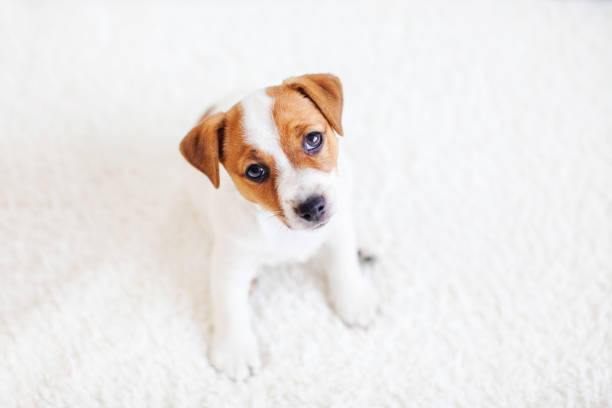 istock Cut puppy at home 1363829303