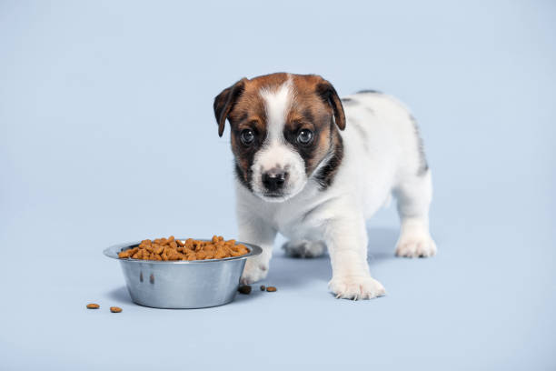 istock Puppy eats dog food from a bowl 1363829312