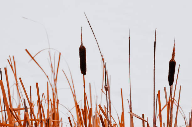 bullrush - carrizo pequeño fotografías e imágenes de stock