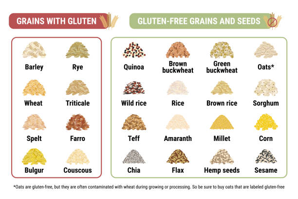 glutenfrei und mit glutenkörnern infografik. gesunde und ungesunde körner und samen durch zöliakie. querformat. weizen, gerste, roggen, triticale. handgezeichnete vektorillustration - pollen grain stock-grafiken, -clipart, -cartoons und -symbole