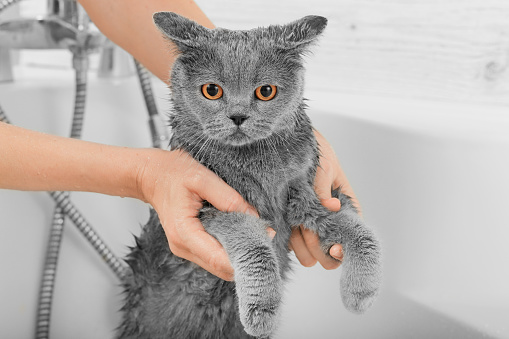 A shot of a mature woman's hands holding a cat and bathing it with water from a shower head in the bathroom.