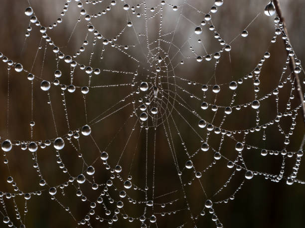 Winter Droplets on a Spider Web stock photo