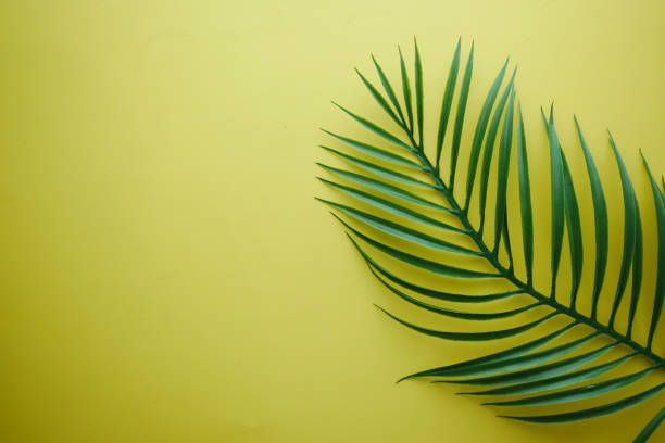 istock Tropical background i with palm leaf on yellow background 1363830784