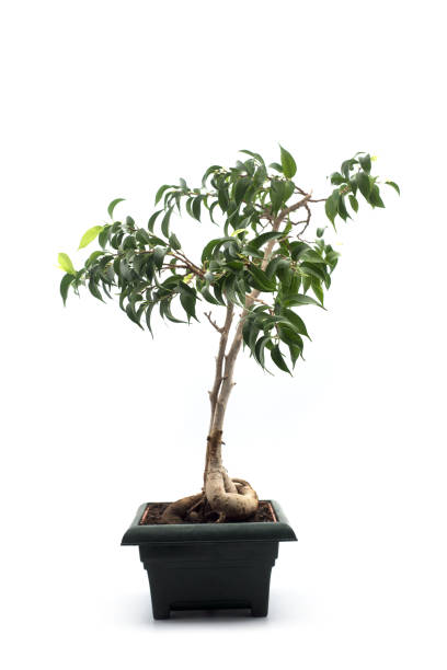 ficus retusa bonsai in a green pot on white background Closeup of ficus retusa bonsai in a green pot on white background ficus microcarpa bonsai stock pictures, royalty-free photos & images