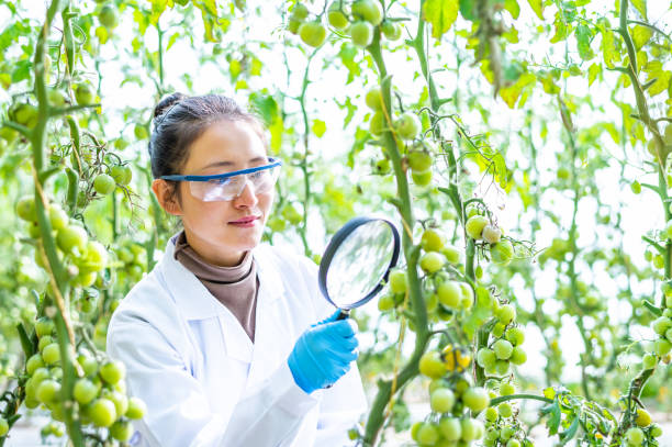 istock Asian female agricultural technician working in greenhouse 1363832461