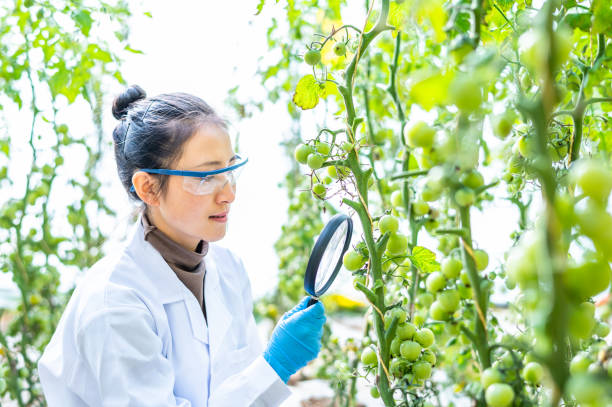 istock Asian female agricultural technician working in greenhouse 1363832480