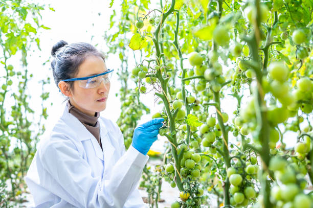 istock Asian female agricultural technician working in greenhouse 1363832530