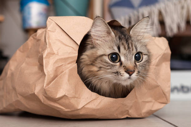 istock Kitten is playing sitting in a paper bag. 1363833168