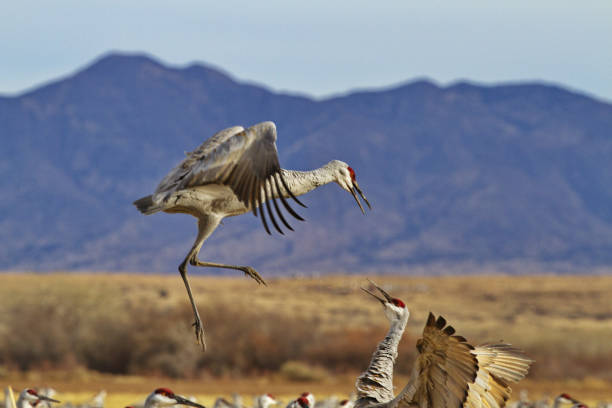 istock Leaping avian combatant is sandhill crane in mid air jump 1363833480