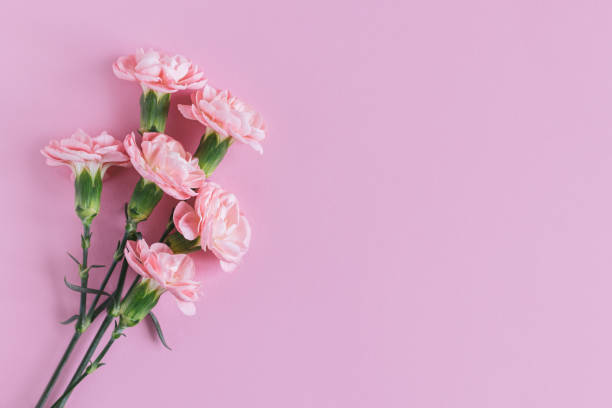 istock Tender carnation flowers on pastel pink background. 1363836103