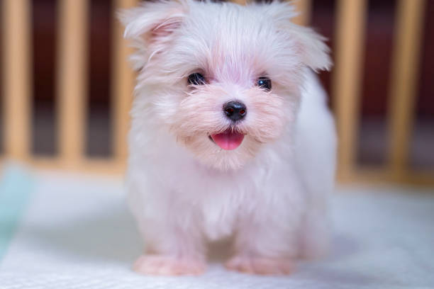 istock Maltese puppy looking at the camera in a headshot. 1363836340