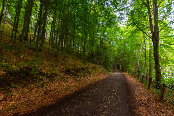 istock rural asphalt road through forest 1363837243
