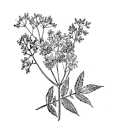 Antique illustration: Filipendula ulmaria, meadowsweet